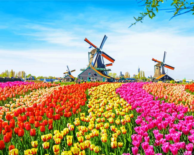 Tulip Fields In The Netherlands Painting By Numberss.png