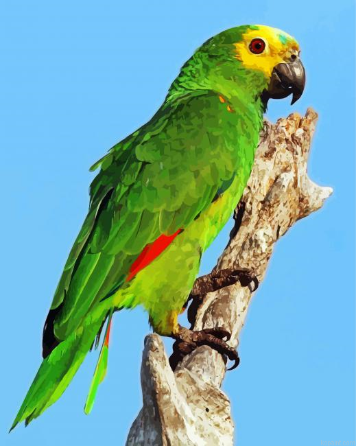 Turquoise Fronted Amazon Bird Paint By Numbers