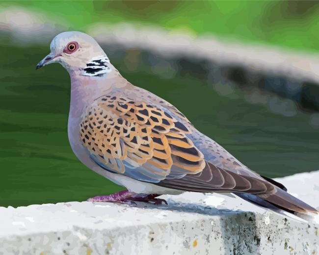 Turtle Dove Painting By Numberss.png
