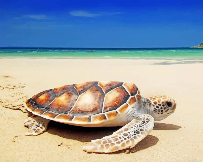 Turtle On The Beach New Painting By Numberss.png