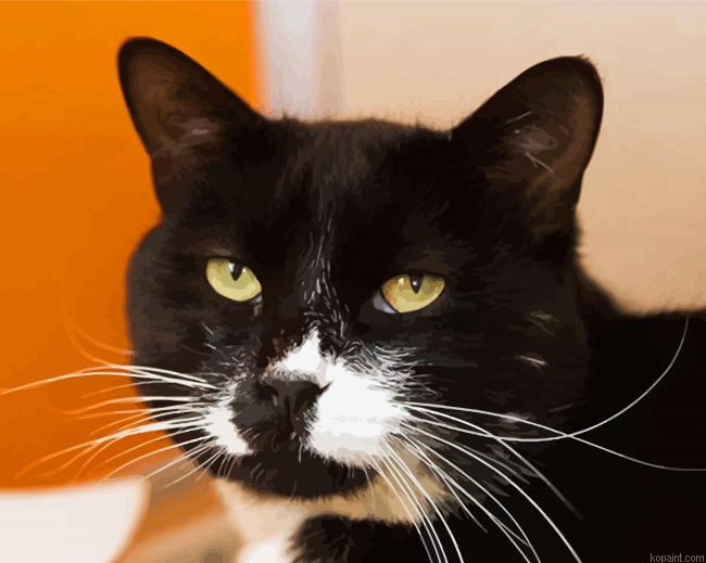 Tuxedo Cat Face Painting By Numberss.png
