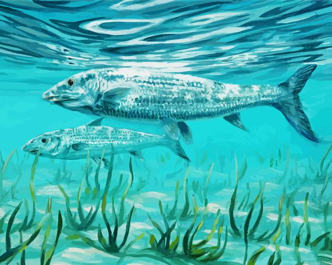 Two Bone Fish Painting By Numberss.png