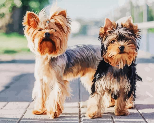 Two Yorkshire Terrier Puppies Painting By Numberss.png