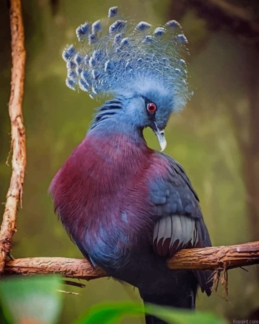 Victoria Crowned Pigeon New Painting By Numberss.png