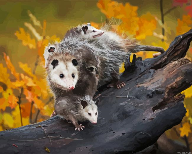 Virginia Opossum Painting By Numberss.png