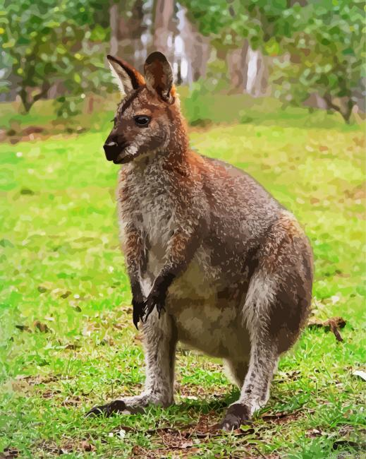 Wallaby Paint By Numbers