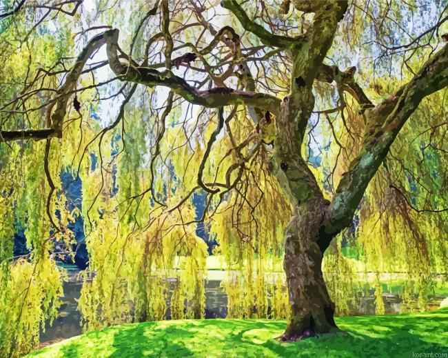Weeping Willow Painting By Numberss.png