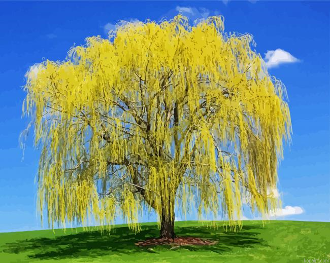 Weeping Willow Plant Painting By Numberss.png