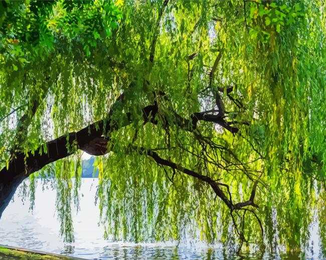 Weeping Willow Tree Painting By Numberss.png