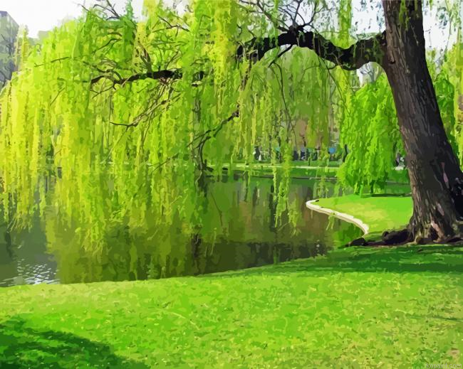 Weeping Willow Tree Plant Painting By Numberss.png