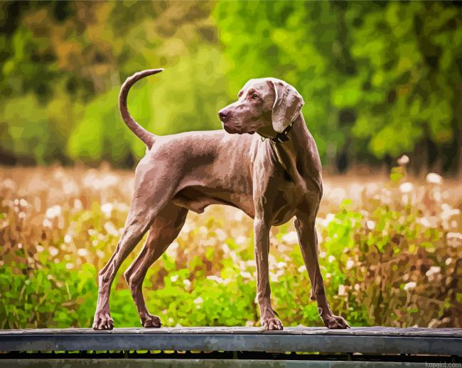 Weimaraner Dog Paint By Numbers.png
