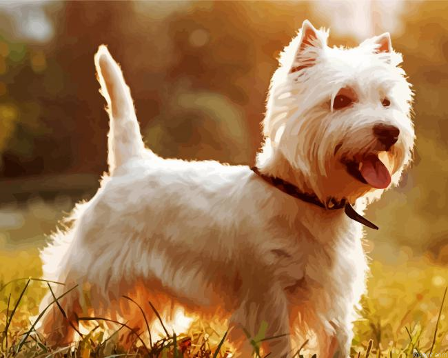 West Highland Terrier Dog Paint By Numbers