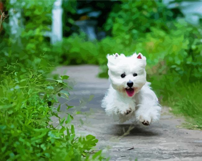 West Highland Terrier Dog Running Painting By Numberss.png