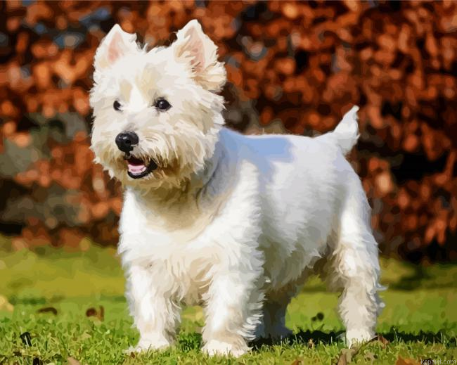 West Highland Terrier Puppy Painting By Numberss.png