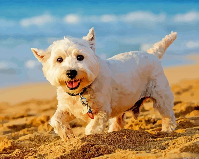West Highland White Terrier Dog On The Beach Painting By Numberss.png