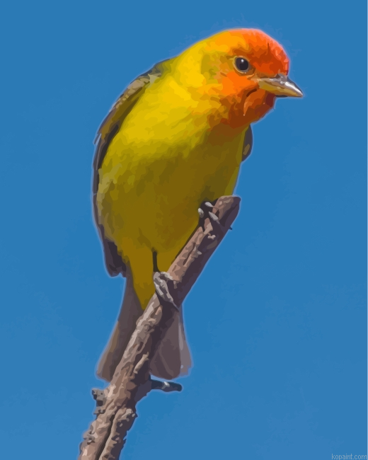 Western Tanager Bird On Stick Paint By Numbers