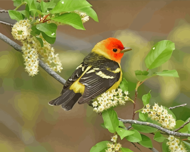 Western Tanager On Branch Painting By Numberss.png