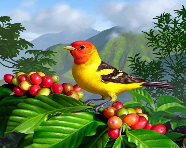Western Tanager Painting By Numberss.png
