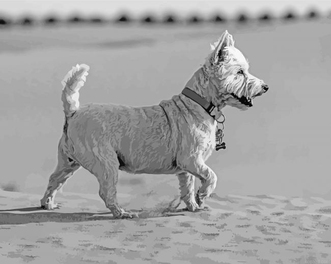 Westhighland Dog In Desert Paint By Numbers
