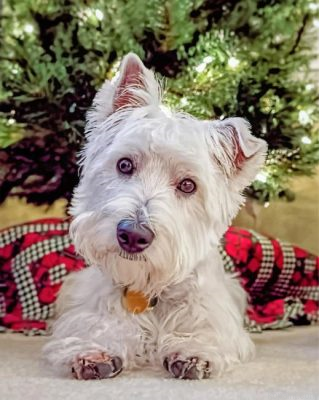 Westie Puppy Painting By Numberss.png
