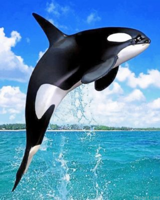 Whale Painting By Numberss.png