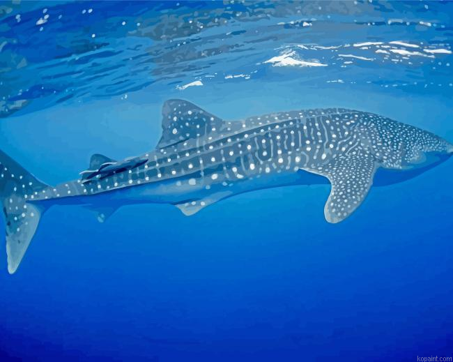 Whale Shark Fish Painting By Numberss.png