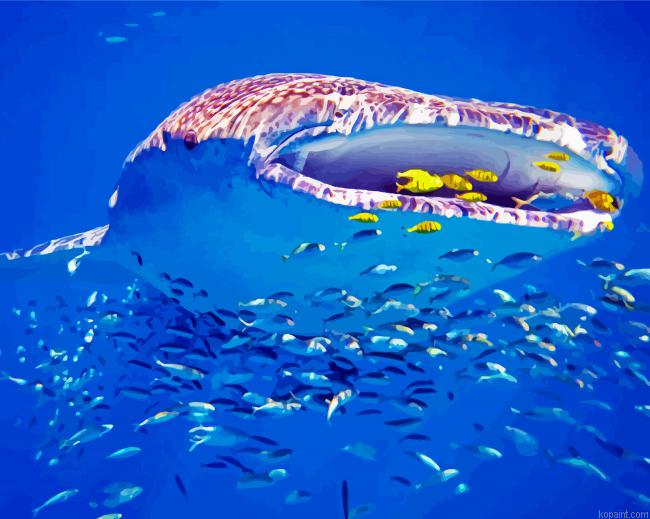 Whale Shark Western Australia Ningaloo Painting By Numberss.png