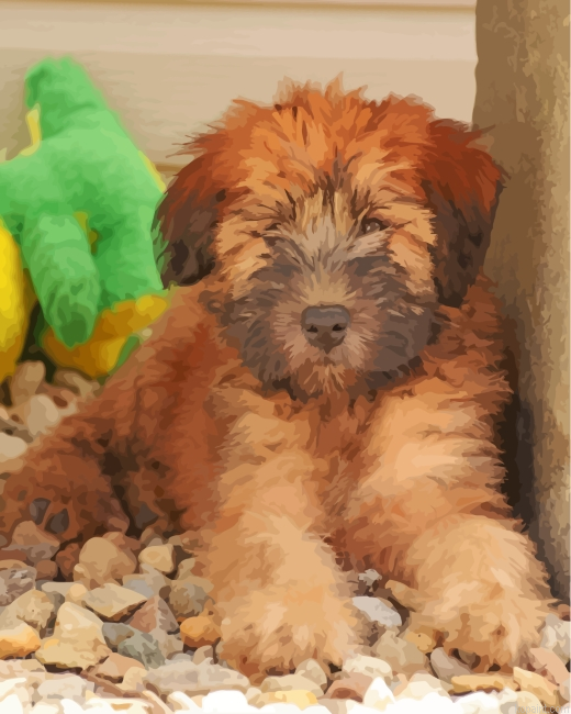 Wheaten Terrier Puppy Painting By Numberss.png