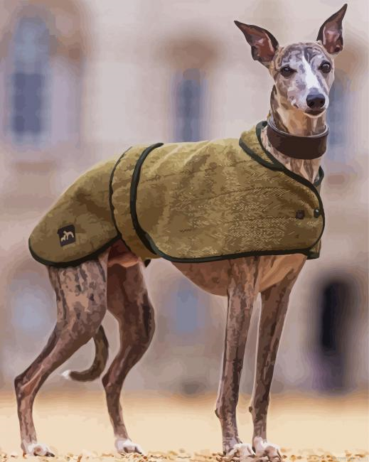 Whippet Pet Paint By Numbers