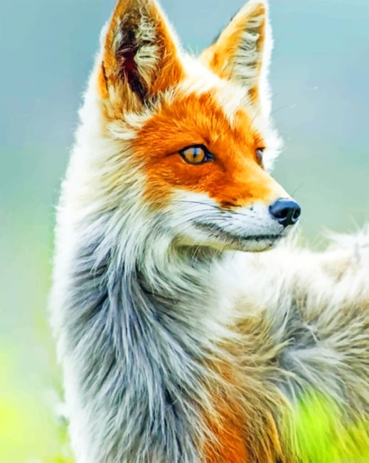 White And Orange Fox New Painting By Numberss.png