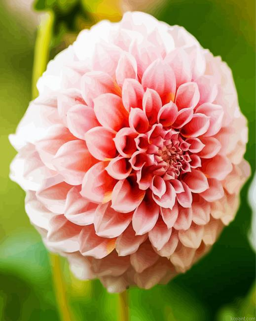 White And Pink Dahlia Paint By Numbers
