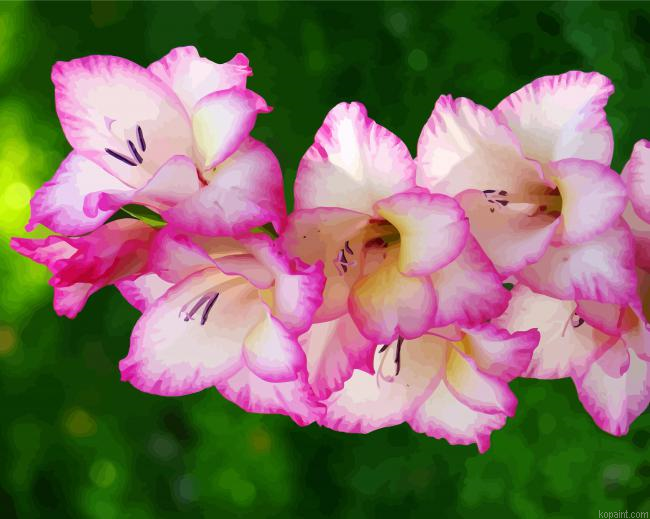 White And Pink Gladiola Painting By Numberss.png