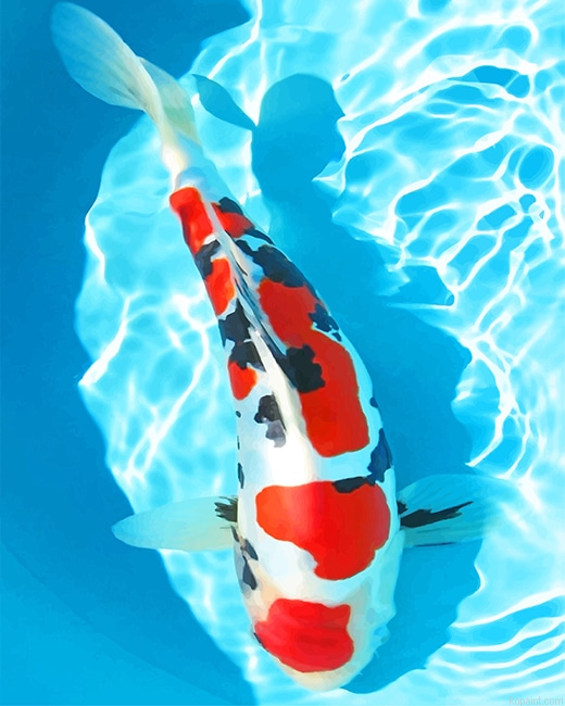 White And Red Koi Fish New Painting By Numberss.png