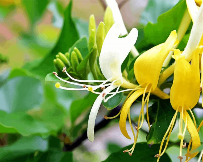 White And Yellow Honeysuckle Painting By Numberss.png