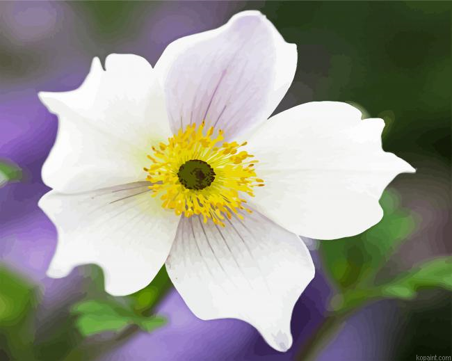 White Anemone Flower Paint by Numbers