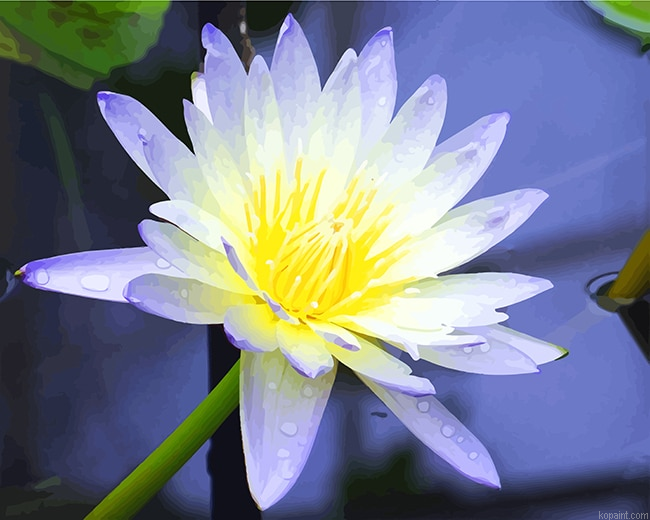 White Aquatic Plant New Painting By Numberss.png