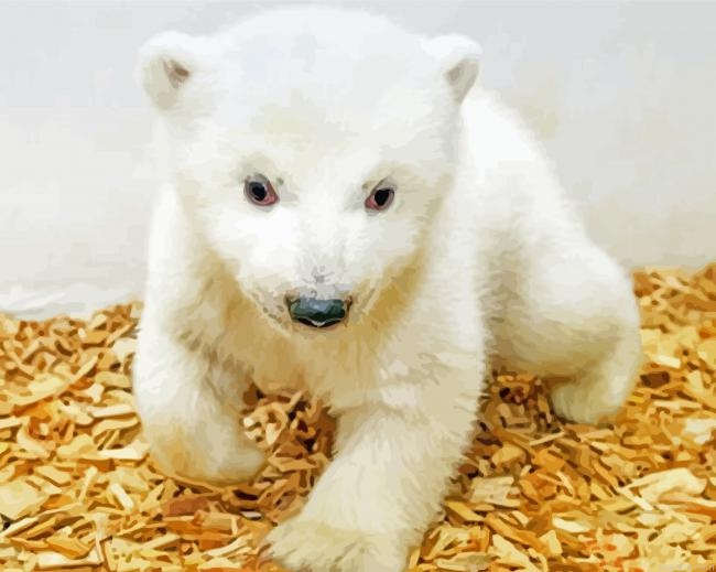 White Baby Bear Painting By Numberss.png