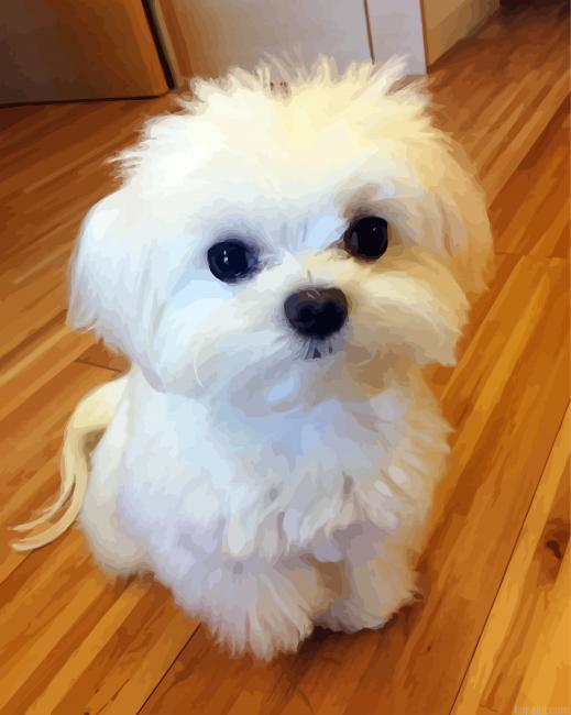 White Bichon Frise Painting By Numberss.png