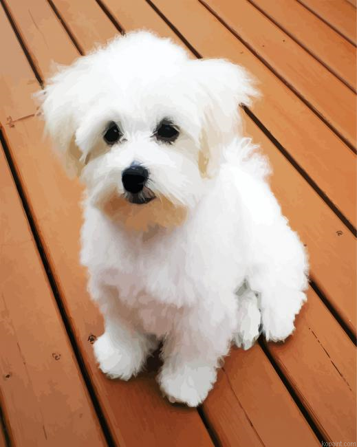 White Bichon Painting By Numberss.png