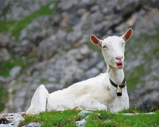 White Capra Animal Paint By Numbers.png