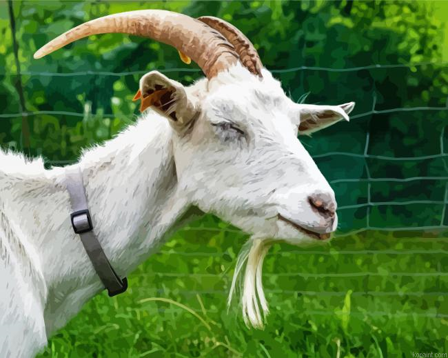White Capra Goat Paint By Numbers.png