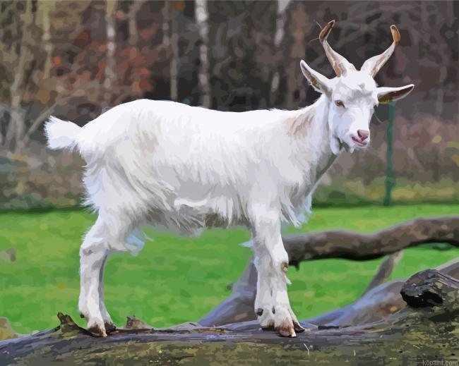 White Capra Paint By Numbers.png