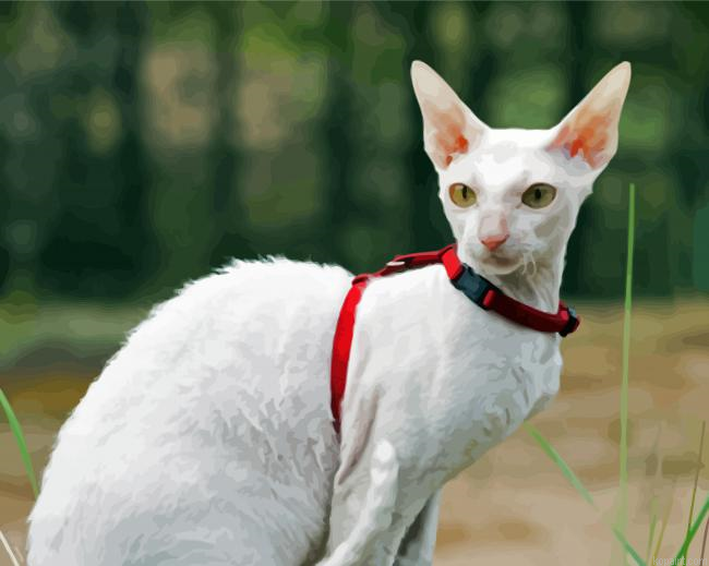 White Cornish Rex Cat Painting By Numberss.png