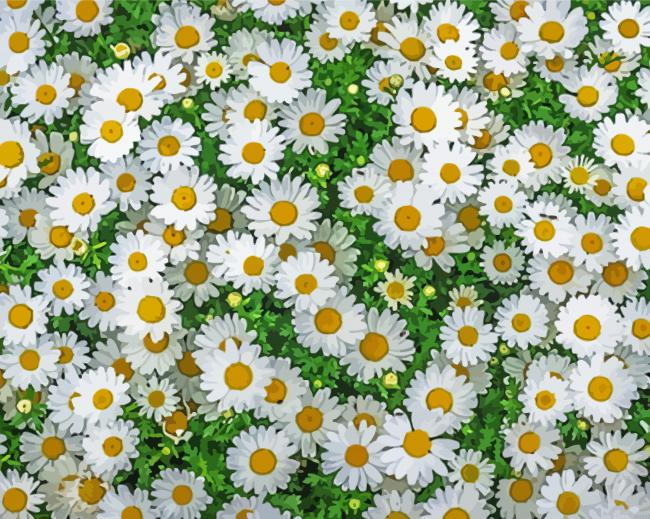 White Daisies Flowers Field Painting By Numberss.png