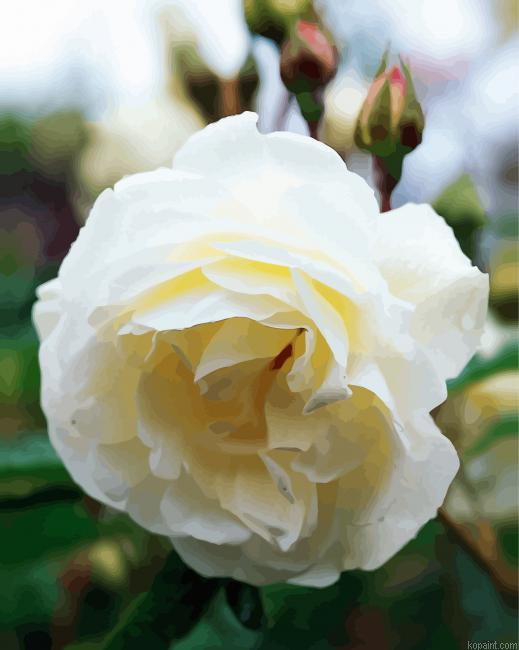 White Floribunda Flower Plant Paint By Numbers