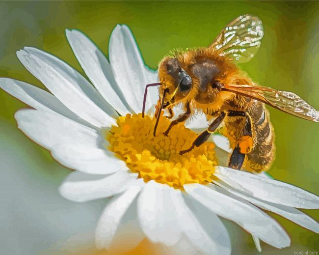 White Flowers And Bee Painting By Numberss.png