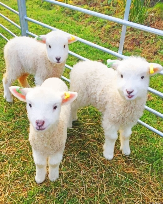 White Fluffy Lambs New Painting By Numberss.png