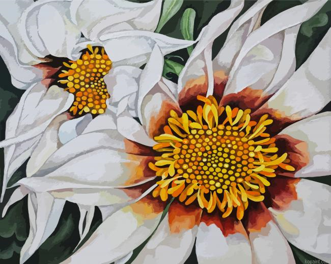 White Gazania Flower Painting By Numberss.png