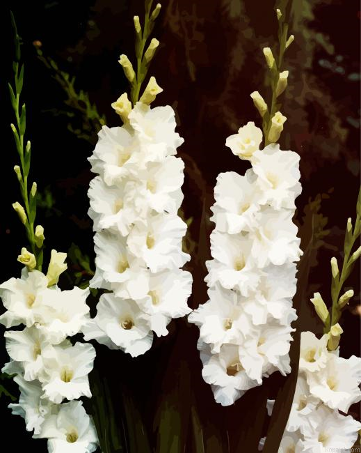 White Gladiola Flowers Painting By Numberss.png