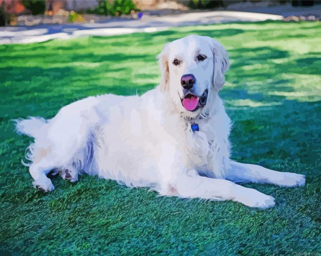 White Golden Retriever Dog Painting By Numberss.png